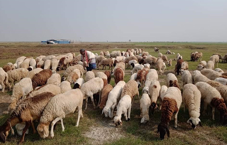 ঈদুল আযহা ঘনিয়ে আসতেই চাঁপাইনবাবগঞ্জে বাড়ছে কোরবানিযোগ্য পশুর চাহিদা। তবে এবার গরু-ছাগল নয়, আলোচনার কেন্দ্রে এসেছে গাড়ল। হাটে নয়, এসব গাড়ল খামার থেকে সরাসরি বিক্রি হচ্ছে অনলাইনে। অর্ডারকৃত পশু খামার থেকে দেশের নানা প্রান্তে পাঠানো হচ্ছে।