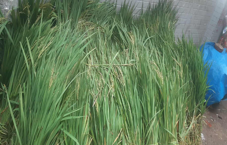 কোরবানির ঈদের আর মাত্র একদিন বাকি। এই উৎসবের অন্যতম অনুষঙ্গ হলো কোরবানির পশু। তাই ঢাকায় অনেকে এরই মধ্যে গরু, ছাগল বা দুম্বা কিনে রেখেছেন।