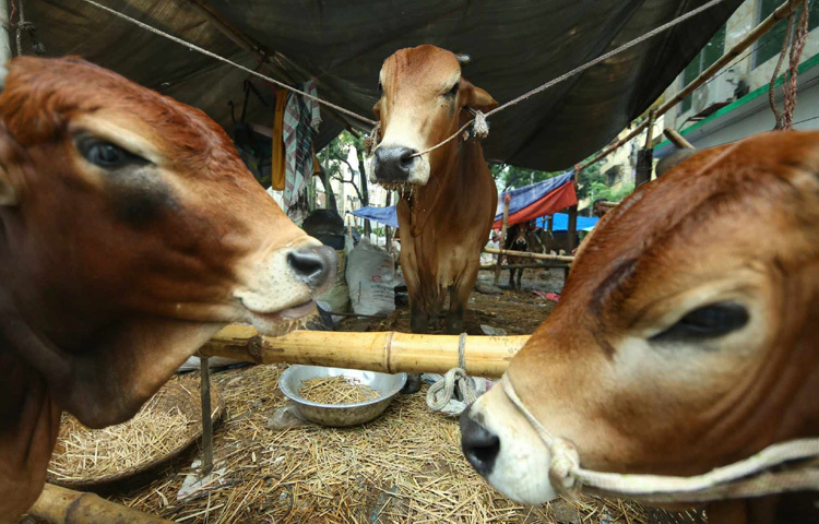 হাটজুড়ে যে রঙ, শব্দ আর আলো চোখে পড়ে তা যেন শুধুই বেচাকেনার নয়; বরং সেই গভীর ত্যাগের গল্প, যা কোরবানির ঈদের প্রকৃত অর্থ মনে করিয়ে দেয়। প্রতিটি ছবি তাই হয়ে ওঠে না বলা এক অনুভূতির ভাষ্য; মানুষের পরিশ্রম, ভালোবাসা আর আত্মত্যাগের জীবন্ত প্রতিচ্ছবি।