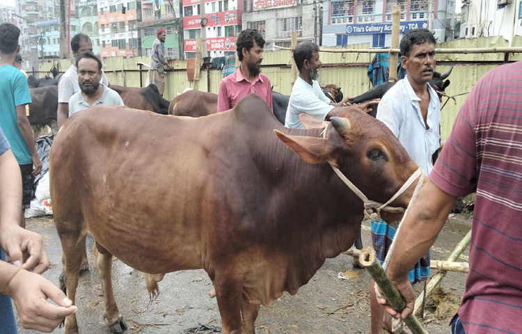 হাঁকডাক, দরদাম আর আলোচনার মধ্য দিয়ে পুরোদমে চলছে কোরবানির পশু কেনার প্রস্তুতি।