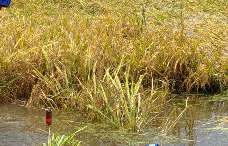 তিন শতাধিক কৃষকের প্রায় ৭৫০ বিঘা জমির ধান এখন পানির ঢেউয়ে কুড়ান অসহায় স্বপ্ন।