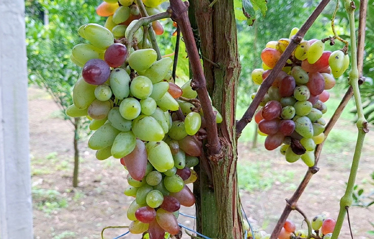 তার বাগানে বিদেশি ৫ জাতের আঙুর, ৩ জাতের কমলা ও মাল্টাসহ প্রায় ৭০০ ফলের চারা আছে।