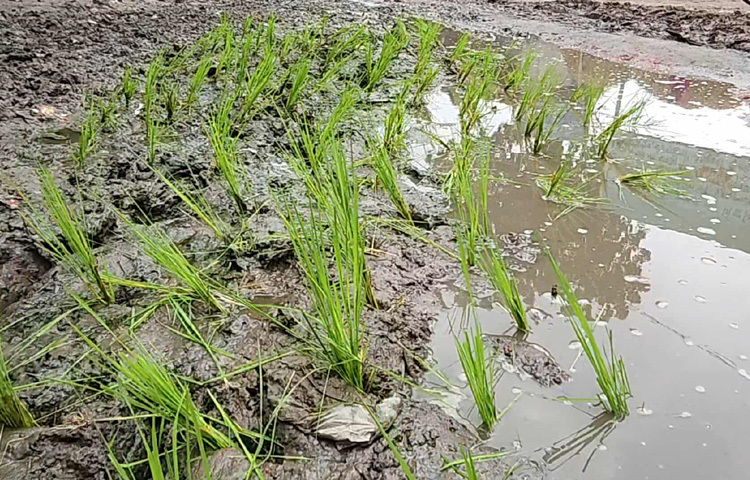 তবে সাবেক চেয়ারম্যান মো. জগলুল হক জানান, ‘আমি অনেক আগেই বিষয়টি ঊর্ধ্বতন কর্তৃপক্ষকে জানিয়েছি। আমার জানা মতে, রাস্তার জন্য বরাদ্দও হয়েছে। কিন্তু কাজ কেন শুরু হচ্ছে না, তা জানা নেই।’