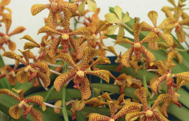 স্টলে স্টলে রঙের খেলা।