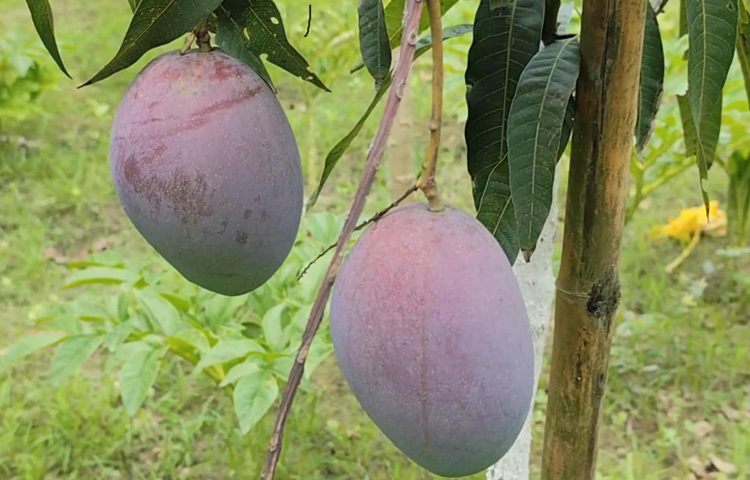 এই নতুন রঙের, খয়েরি টোনের আকর্ষণীয় আম দেখতে এরইমধ্যে ভিড় জমাচ্ছেন এলাকাবাসী ও অন্যান্য বাগান মালিকেরা। কেউ আগে এমন আম দেখেননি।