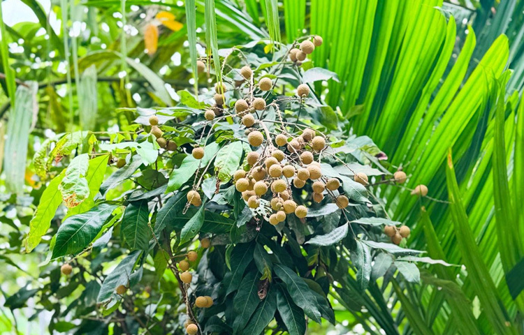 জয়ার বাগানের গাছে ঝুলছে রসালো কাঠলিচু।
