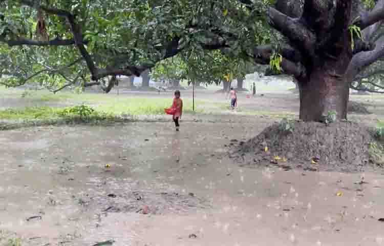 সারি সারি আম গাছে পেকে আছে সুস্বাদু জিআই স্বীকৃত ফজলি আম। হচ্ছে মুষলধারে বৃষ্টি। এতে স্থানীয়রা উচ্ছ্বসিত হয়ে দৌড়ে দৌঁড়ে আম কুড়াচ্ছেন। অনেকের মধ্যে বিরাজ করছে উৎসবের আমেজ।