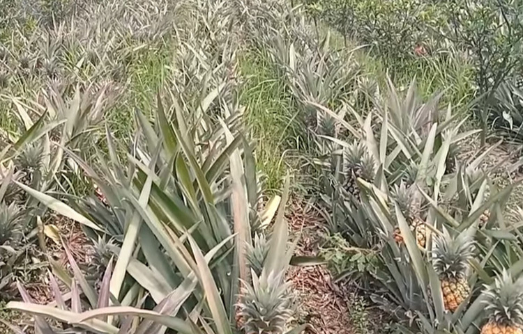 কৃষি কর্মকর্তাদের দাবি, বিষমুক্ত আনারস চাষে কৃষকদের নানা পরামর্শসহ দিকনির্দেশনা দেওয়া হচ্ছে।