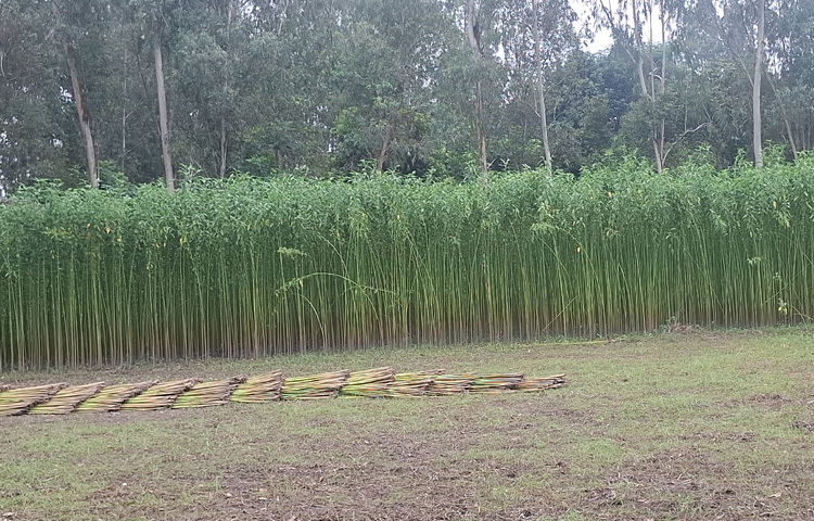 বোরো ধানের চেয়ে এবার জেলায় পাটের আবাদ ভালো হয়েছে বলে চাষিরা জানিয়েছেন। কৃষি বিভাগ বলছে, পাট চাষিদের সার্বিক সহযোগিতা করা হচ্ছে।