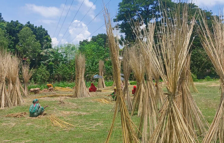 উপজেলার সরাইকান্দীর পাবনা-রাজশাহী মহাসড়কের পাশে পাট থেকে আঁশ ছাড়াচ্ছিলেন আয়েশা বেগম। তিনি বলেন, ‘পাট ছোলার কাজ (আঁশ ছাড়ানো) করছি পাটকাঠির জন্য। এসব পাটকাঠি রান্নার কাজে ব্যবহার করি।’