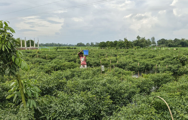 সারোয়ার সেলিম দিনাজপুরের বিরল উপজেলার রানীপুকুর ইউনিয়নের হালজাই শালতলা গ্রামের বাসিন্দা। পাকা রাস্তার ধারে ৪৮ শতক জমিতে তিনি মরিচ চাষ করছেন। এর আগে তিনি করলা চাষেও সফলতা পেয়েছেন।