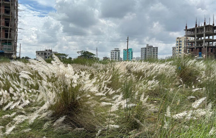 শরতের কাশফুলে লুকিয়ে আছে শান্তি, স্নিগ্ধতা আর অনাবিল সৌন্দর্য। ব্যস্ত নগর জীবনে এক মুহূর্তের জন্য হলেও যখন কেউ কাশবনের সামনে দাঁড়িয়ে থাকে, তখন বুক ভরে যায় এক অন্যরকম প্রশান্তিতে। আর যখন চোখ ওঠে নীল আকাশে, তখন মনে হয়-এ পৃথিবী এখনো কত সুন্দর, কত নির্মল।