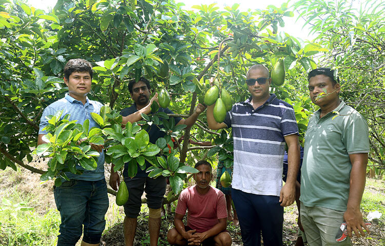 ওমর শরীফ শুধু অ্যাভোকাডো চাষেই সীমাবদ্ধ নন। পাশাপাশি তিনি থাইল্যান্ড থেকে আনা অ্যাভোকাডোর চারা বাজারজাত করার পরিকল্পনা করছেন। তার উদ্যোগ কৃষকদেরও ফলটির চাষে উৎসাহিত করবে। দেশের কৃষি অর্থনীতিতে ইতিবাচক প্রভাব ফেলবে।