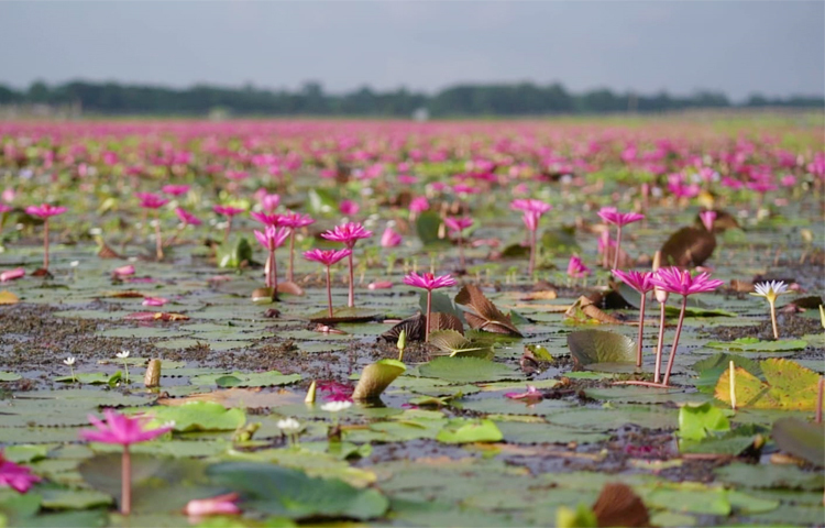 গোপালগঞ্জের অন্তত ২৫টি বিল বর্তমানে লাল শাপলায় ভরে গেছে। বর্ষা শেষে জমে থাকা পানিতে প্রাকৃতিক ভাবেই জন্ম নেয় এ ফুল। কেউ এগুলো রোপণ করেন না—প্রকৃতি নিজেই এ উপহার দেয়।