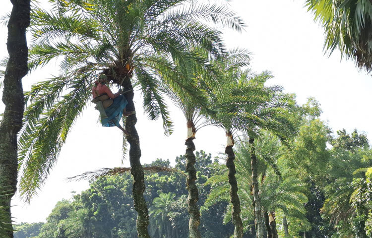 কৃষি সম্প্রসারণ অধিদপ্তর সূত্রে জানা গেছে, খেজুর গুড় ও রসের ঐতিহ্যের অন্যতম ভাগিদার ঝিনাইদহ। প্রাকৃতিক বৈশিষ্ট্য ও জলবায়ুর কারণে ঝিনাইদহ অঞ্চলে খেজুর গাছ ভালো জন্মে। জেলা থেকে প্রতি বছর অন্তত ৮০০ থেকে ৮৫০ টন খেজুর গুড় উৎপাদন করা হয়।