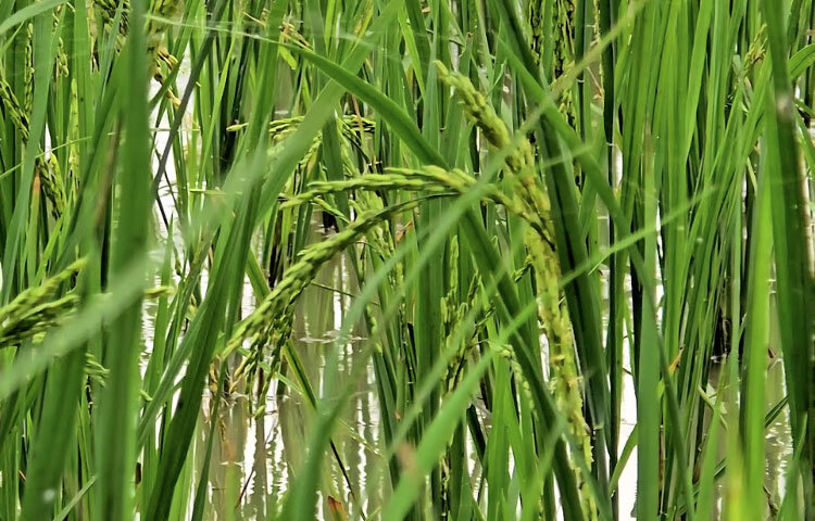 গত বছর ‘সাউথ এশিয়ান সিডস’ কোম্পানির উচ্চ ফলনশীল বি.আর-২২ জাতের ধানের বীজ রোপণ করে ভালো ফলন পান পাথরঘাটা সদর ইউনিয়নের বাদুরতলা গ্রামের কৃষকরা। তাই চলতি বছরও পাথরঘাটার বীজ ডিলার নাসির উদ্দিন সরদারের কাছ থেকে একই জাতের বীজ কিনে জমিতে রোপণ করেন তারা। 
বীজ রোপণের ১৫-২০ দিন পর বীজতলা থেকে চারা তুলতে গিয়ে দেখা যায় সব চারায় শীষ এসে গেছে। তিন মাস আগেই শীষ ধরলেও সেসব অপরিপক্ব ধানে ফলন এসেছে কম, অধিকাংশ শীষেই ধরেছে চিটা।