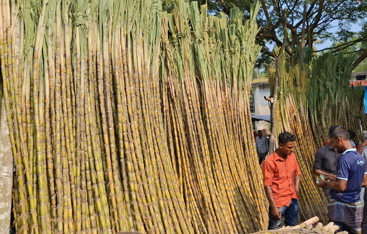 কৃষি অফিস সূত্রে জানা যায়, এ বছর বাগেরহাটে প্রায় ৭৫০ একর জমিতে আখ চাষ হয়েছে। যাতে উৎপাদন লক্ষ্যমাত্রা ধরা হয়েছে প্রায় ১১ হাজার মেট্রিক টন। বাগেরহাট কৃষি সম্প্রসারণ অধিদপ্তরের উপপরিচালক মো. মোতাহার হোসেন বলেন, ‘ধান, সরিষা, সূর্যমুখী চাষিদের সরকার প্রণোদনা দেয়। প্রণোদনা দিয়ে তাদের উৎসাহিত করা হয়। কিন্তু আখ চাষিদের জন্য এ ধরনের কোনো প্রণোদনা নেই।’