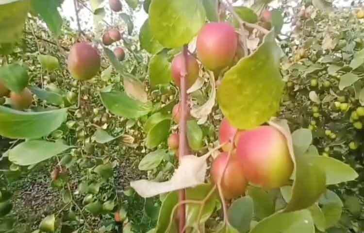 তিনি বিভিন্ন জাতের উন্নতমানের বরই চাষ শুরু করেন। নিয়মিত ও বৈজ্ঞানিক পরিচর্যায় বাগানে এসেছে আশাব্যঞ্জক ফলন। শুধু ফল নয়, এই বাগান এখন অনেকের স্বপ্নের আশ্রয়, প্রেরণা আর সাহসের প্রতীক হয়ে উঠেছে।