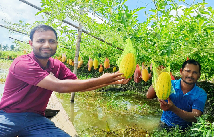কৃষি বিভাগও হাইব্রিড জাতের তরমুজ আবাদে কৃষকদের পরামর্শ, বিনা মূল্যে সার, বীজ, নগদ অর্থ দিয়ে সার্বিক সহযোগিতার কথা জানিয়েছে। চলতি বছর নড়াইলে ২০ হেক্টর জমিতে বর্ষাকালীন তরমুজের চাষ হয়েছে। যা গত বছর থেকে বেড়েছে। কৃষক ফলন আশা করছেন হেক্টর প্রতি ১৫ টন। ছবি: হাফিজুল নিলু