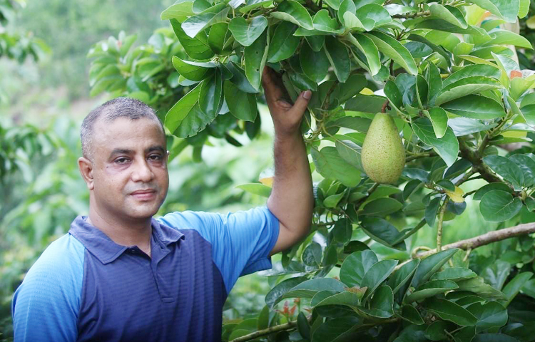 চট্টগ্রামের মিরসরাইয়ে প্রথমবারের মতো পশ্চিমা ফল অ্যাভোকাডোর পরীক্ষামূলক চাষ করে সফল হয়েছেন তরুণ কৃষি উদ্যোক্তা মো. ওমর শরীফ। ২০২২ সাল থেকে গাছে ফলন আসতে শুরু করেছে। ছবি: এম মাঈন উদ্দিন