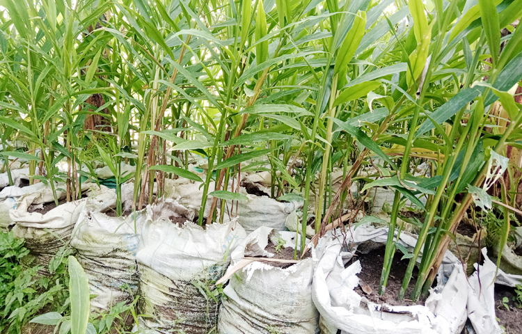 জেলা কৃষি সম্প্রসারণ অধিদপ্তর সূত্রে জানা গেছে, জেলার কৃষকদের মাঝে বাড়তি আয়ের জোগানে বাণিজ্যিকভাবে বাড়ছে বস্তায় আদা চাষ। বস্তায় আদা চাষের খরচ অনেক কম। ৫০-৬০ টাকা খরচ করে প্রতি বস্তা থেকে প্রায় ১-২ কেজি আদা পাওয়া যাবে। ছবি: ইব্রাহিম সুজন