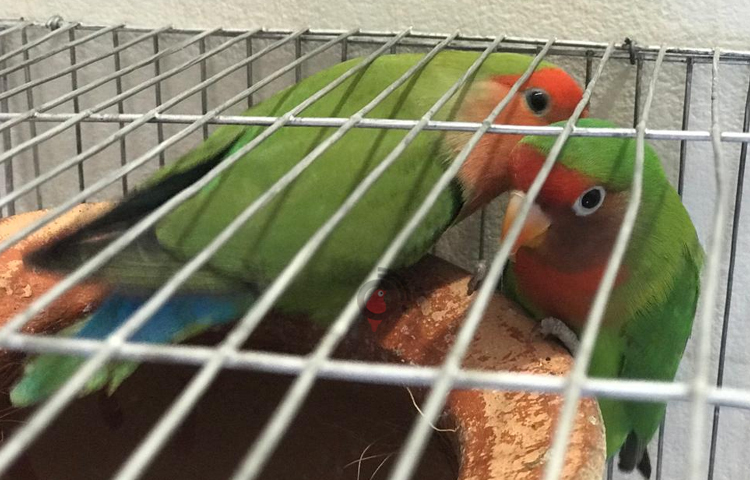 সরেজমিনে তার লাভবার্ডসের খামারে গিয়ে দেখা যায়, পাখির কিচিরমিচির শব্দে মুখরিত খামারটি। ৪৮টি খাঁচার ভেতর থেকে উঁকিঝুঁকি মারছে হলুদ, সবুজ, নীলসহ বিভিন্ন রঙের মিশ্র লাভবার্ডস।  ছবি: জান্নাত শ্রাবণী