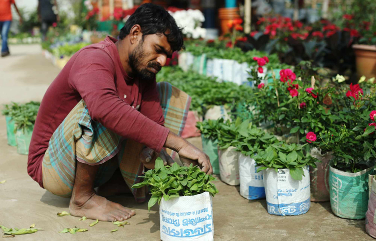 সযত্নে ফুলের চারাগুলো সাজিয়ে রাখছেন এক বিক্রেতা। ছবি: মাহবুব আলম