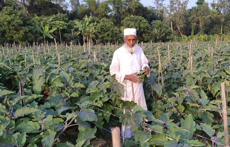মিরসরাই উপজেলা কৃষি কর্মকর্তা প্রতাপ চন্দ্র রায় বলেন, মিরসরাইয়ে দিন দিন বেগুনের আবাদ বাড়ছে। লাভজনক হওয়ায় তাল বেগুন চাষে কৃষকের আগ্রহ বেশী। প্রতিটি তাল বেগুনের ওজন ৪০০-৮০০ গ্রাম পর্যন্ত হয়ে থাকে। স্থানীয় ও বাইরের বাজারে এই বেগুনের ব্যাপক চাহিদা রয়েছে। ফলে কৃষকেরা সারা বছরই ভালো দাম পান। ছবি: এম মাঈন উদ্দিন