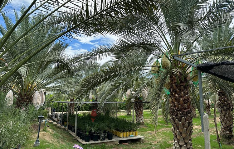 এই এলাকার সব মানুষই কৃষির সঙ্গে জড়িত। এই পথ মাড়িয়ে যাওয়ার পথে খেজুর বাগানের ১০ কিলোমিটার আগে থেকে পথ নির্দেশনার জন্য খেজুরের ছবি সংবলিত বড় বড় সাইন বোর্ড টাঙানো আছে। ছবি: এম মাঈন উদ্দিন