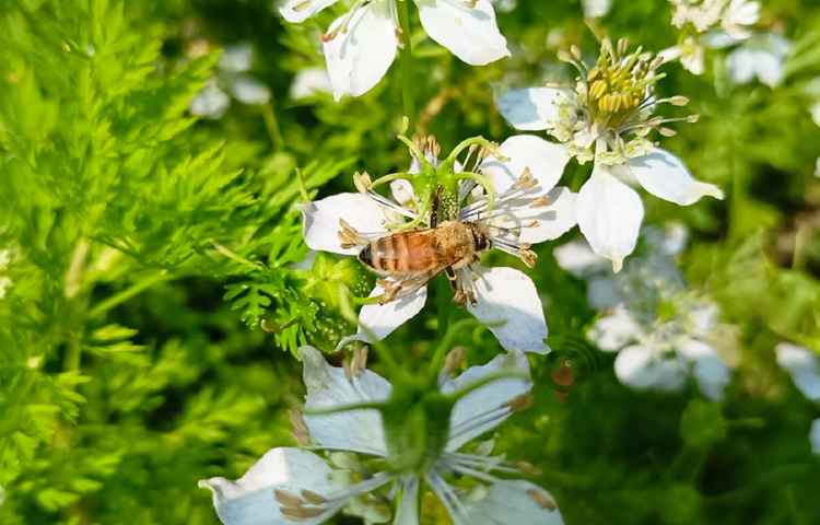 জাজিরার কয়েকটি মৌ খামারে দেখা যায়, কালোজিরা ক্ষেতের অদূরেই পেতে রাখা হয়েছে সারি সারি বেশ কিছু মৌবাক্স। একটি মৌবাক্স থেকে আরেকটি মৌবাক্সের দূরত্ব প্রায় দেড় হাত। ছবি: বিধান মজুমদার