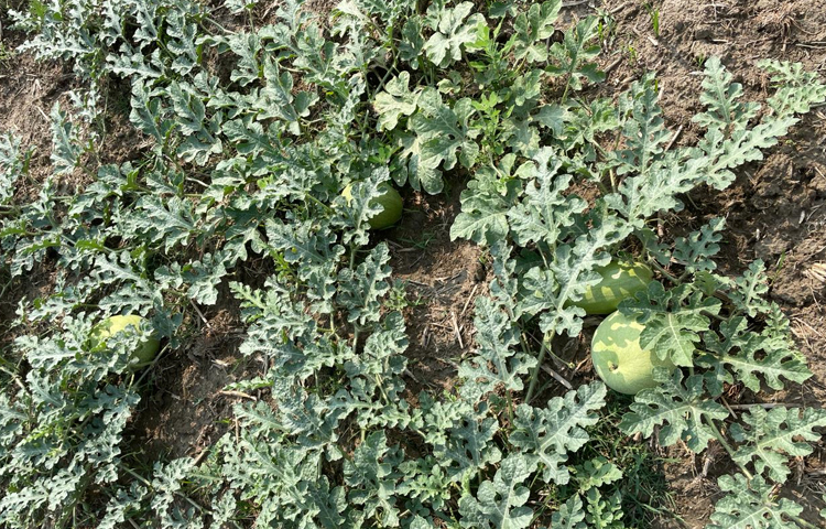 এখানকার মাটি তরমুজ চাষের উপযোগী হওয়ায় গত বছরের ডিসেম্বর মাসে স্থানীয়দের কাছ থেকে ৫ মাসের জন্য প্রতি একর জমি ১০-১৫ হাজার টাকা হারে খাজনায় বর্গা নিয়ে তরমুজের বীজ বপন করেন সুবর্ণচরের কৃষি উদ্যোক্তারা। ছবি: এম মাঈন উদ্দিন