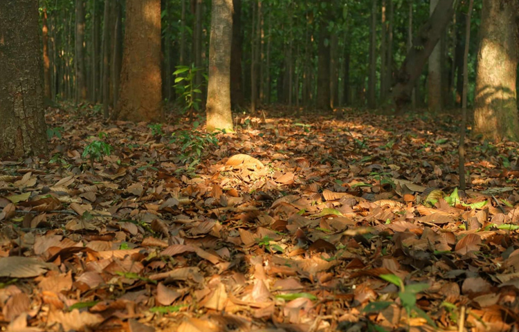 ঢাকার আরেকটি উদ্যান বলধা গার্ডেন প্রশাসনিক দিক দিয়ে এই উদ্যানেরই অংশ। জাতীয় উদ্ভিদ উদ্যান বাংলাদেশের অন্যতম বৃহৎ উদ্ভিদ উদ্যান। ছবি: মাহবুব আলম