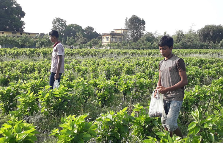 জানা যায়, তুঁত বাগানে শিশু, নারী ও পুরুষ ফল সংগ্রহ করছেন। ছবি: এমদাদুল হক মিলন