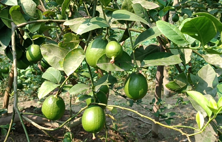 জানা যায়, প্রথমে সোহান স্থানীয় কৃষি অফিসের পরামর্শে ৩ জাতের ২০টি লেবু চারা নিয়ে ৫ শতক জমিতে চাষ শুরু করেন। ছবি: আব্দুর রহমান আরমান