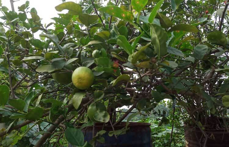 পরিচ্ছন্ন বাগান যেন তার বাড়ির সৌন্দর্য আরও বাড়িয়েছে। ছবি: মামুনূর রহমান হৃদয়