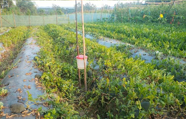 কিন্তু আগস্টের মাঝামাঝি সময়ে ফেনী ও মিরসরাই উপজেলায় অতি বৃষ্টি ও উজান নেমে আসা পানি ও পাহাড়ি ঢলে টানা ৭ দিনের বন্যায় তলিয়ে যায় কৃষক ইকবালের স্বপ্নের তরমুজ ক্ষেত।