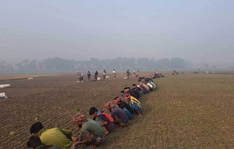 সকাল থেকে সন্ধ্যা পর্যন্ত পেঁয়াজ রোপণে ব্যস্ত সময় পার করেছেন কৃষকেরা।