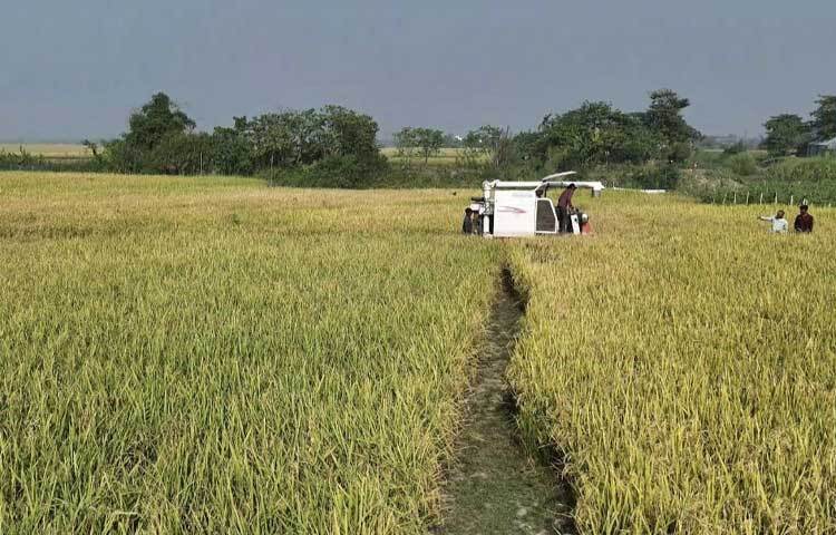 কৃষি সম্প্রসারণ অধিদপ্তরের তথ্যমতে, চলতি মৌসুমে সুনামগঞ্জে ৮৩ হাজার ৩৮০ হেক্টর জমিতে আমন চাষের লক্ষ্যমাত্রা নির্ধারণ করা হয়েছে। এতে অর্জিত হয়েছে প্রায় ৮৩ হাজার ৪৯৫ হেক্টর। যেখান থেকে ৩ লাখ ২১ হাজার মেট্রিক টন ধান উৎপাদিত হবে। যার বাজারমূল্য ১ হাজার কোটি টাকারও বেশি।