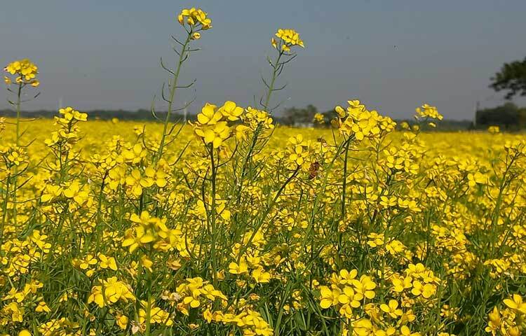 মাঠে মাঠে হলুদ ফুলের সমারোহে প্রকৃতি যেন সেজেছে অপরূপ সাজে। ফুলে বসে মধু আহরণে ব্যস্ত মৌমাছিরা।