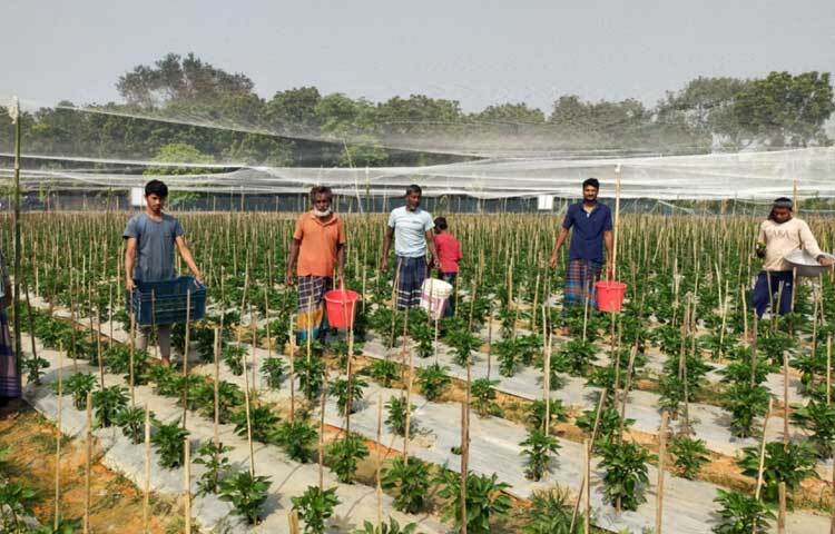 ১২০ দিন জীবনকালের এ সবজির চারা রোপণের ৬০ দিনের মাথায় ফল দেওয়া শুরু হয়েছে।