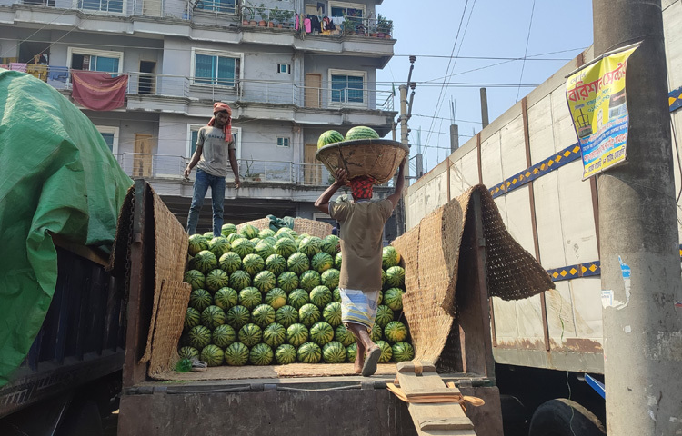 ফলে নগরীর পোর্ট রোড মৎস্য আড়তের ইলিশের মোকাম এখন তরমুজে সয়লাব।
