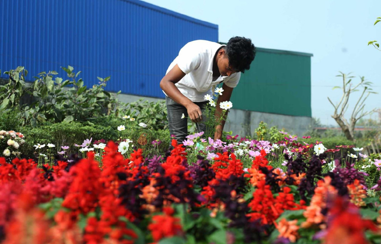 মনোযোগ দিয়ে চারা গাছের যত্ন করছেন এক যুবক। ছবি: মাহবুব আলম