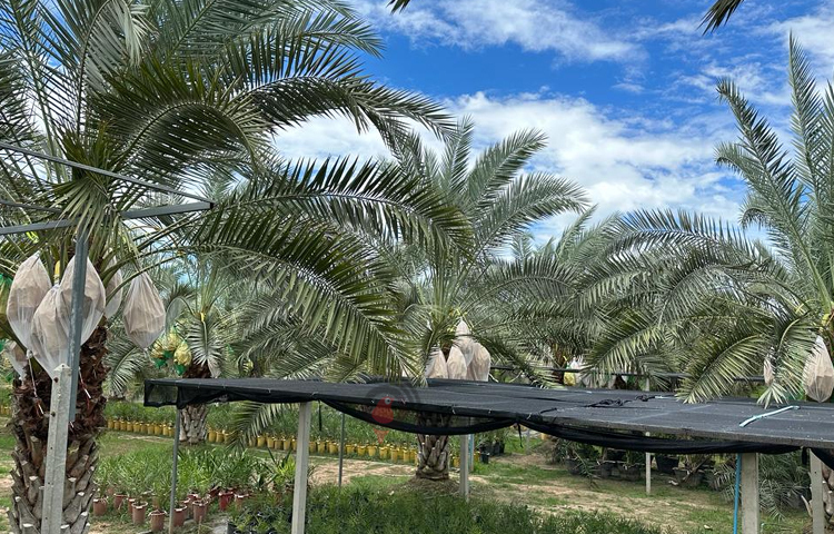 চট্টগ্রামের মিরসরাই উপজেলার জোহরা এগ্রো ফামর্স অ্যান্ড নার্সারির স্বত্বাধিকারী মো. ওমর শরীফ বলেন, ‘অনলাইনে দেখে ও বাগান মালিকের সাথে কথা বলে এখানে এসেছি।’ ছবি: এম মাঈন উদ্দিন