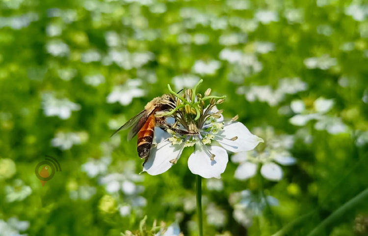 জেলা কৃষি সম্প্রসারণ অধিদপ্তরের উপপরিচালক ড. রবীআহ নূর আহমেদ বলেন, কালোজিরা আবাদের পর বৃষ্টি হয়ে প্রথম দিকে কিছুটা ক্ষতিগ্রস্ত হয়েছিল কৃষক। বর্তমানে কালোজিরার ভরা মৌসুম হওয়ায় দেশের বিভিন্ন স্থান থেকে মৌয়ালরা এসে মধু সংগ্রহ করে বিক্রি করছে। ছবি: বিধান মজুমদার