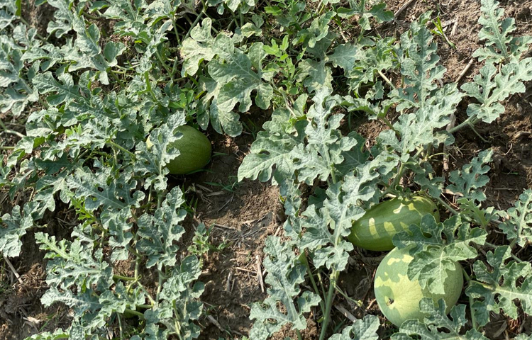 উপজেলা কৃষি কর্মকর্তা প্রতাপ চন্দ্র রায় বলেন, মিরসরাই উপজেলার ইছাখালী ও সাহেরখালীতে প্রচুর তরমুজ চাষ হয়েছে। আবহাওয়া অনুকূলে থাকলে ভালো ফলন হওয়ার সম্ভাবনা আছে। এবার ৩৮ লাখ মেট্রিক টন হিসেবে প্রায় ১৯-২০ কোটি টাকার তরমুজ উৎপাদন হবে।’ ছবি: এম মাঈন উদ্দিন