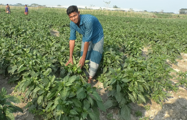 চরাঞ্চলের কৃষকরা জানান, তারা আগে বিভিন্ন ধরনের সবজি চাষ করতেন। কিন্তু জোয়ারের পানি, লবণাক্ত পানি ও বৃষ্টির পানির ক্ষতির কারণে তাদের তেমন একটা লাভ হতো না। এজন্য তারা চরে অন্যান্য কৃষকদের দেখাদেখি এ বছর ক্যাপসিকাম চাষ করেছেন। কম খরচ ও কম পরিশ্রমে ক্ষেতে ব্যাপক ফলন পাওয়া যায়। এ পর্যন্ত তারা প্রত্যেকে ৪ থেকে ৫ লাখ টাকার ক্যাপসিকাম বিক্রি করেছেন। ছবি: জুয়েল সাহা বিকাশ