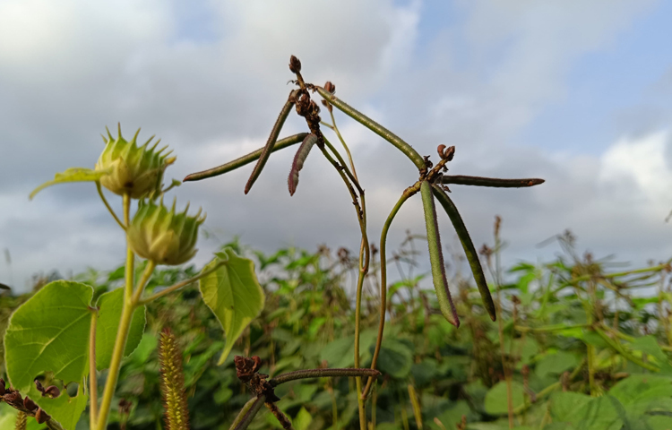 স্থানীয় বাজারগুলোতে ডালের ব্যাপক চাহিদা রয়েছে। স্থানীয় চাহিদা মিটিয়ে এ ডাল দেশের বিভিন্ন স্থানে পাঠানো হয়। ছবি: এম মাঈন উদ্দিন