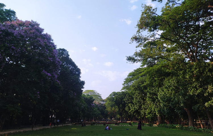 মলচত্বর, ফুলার রোড, কলাভবন, শ্যাডো, চারুকলা অনুষদ, বিভিন্ন আবাসিক হল, ব্যবসায় শিক্ষা অনুষদ, আইন অনুষদ, কার্জন হল এলাকা এবং ক্যাম্পাসের বিভিন্ন সড়কের দুই পাশের গাছগুলো নিজ নিজ সৌন্দর্য উজাড় করে নিজের ডালপালাগুলো সুশোভিত করে রেখেছে। ছবি: হাসান আলী