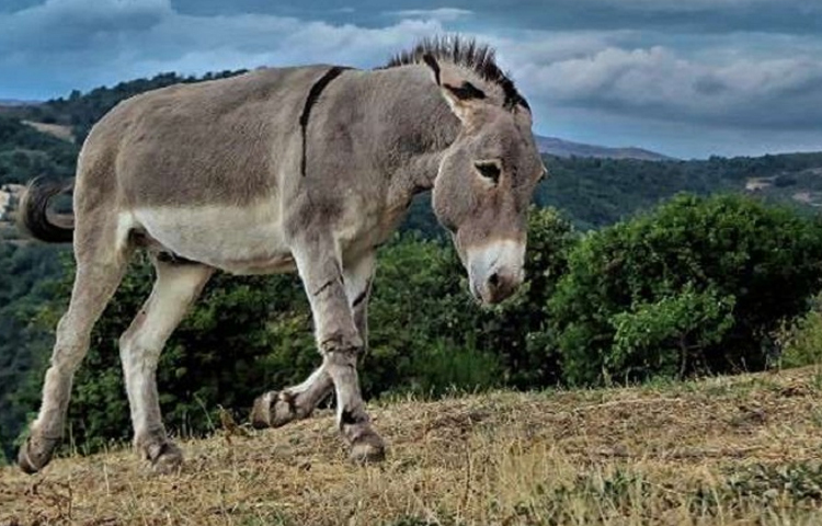 ডেমোক্র্যাটিক পার্টির গাধা প্রতীক অ্যান্ড্রু জ্যাকসনের ১৮২৮ সালের রাষ্ট্রপতি প্রচারে প্রথম ব্যবহার করা হয়। জ্যাকসনের বিরোধীরা তাকে জ্যাকাস বা বড় গাধা বলে অভিহিত করতেন। গালিটি প্রত্যাখ্যান করার পরিবর্তে জ্যাকসন তার প্রচারের পোস্টারে গাধার চিত্র অন্তর্ভুক্ত করেছিলেন। তিনি কুইন্সি অ্যাডামসকে পরাস্ত করে আমেরিকার প্রথম গণতান্ত্রিক রাষ্ট্রপতি হিসাবে নির্বাচিত হন। তারপর হতে গাধা ডেমোক্র্যাটদের নির্বাচনী প্রতীক। ছবি: সংগৃহীত