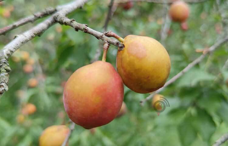 কৃষিবিদদের মতে, পাহাড়ের আবহাওয়া আলুবোখারা চাষে খুবই উপযোগী। পাহাড়ি অনাবাদি পতিত জমিতে চাষ করলে উৎপাদনশীলতা বাড়বে। বাড়ির উঠানেও এ ফল চাষ করা যায়। রোগ প্রতিরোধ ক্ষমতা বাড়ায়। উচ্চ পুষ্টিমান, সুগন্ধযুক্ত এবং ভেষজ গুণের কারণে এটি বেশ সমাদৃত। ছবি: মুজিবুর রহমান ভুইয়া